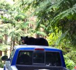 2014 bear on windshield